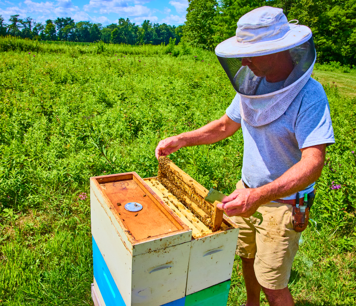 Beekeeping tips